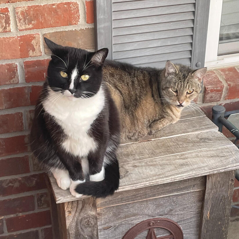 Sylvester (pictured left), 5 years old Tuxedo cat, and my favorite. Bear (pictured right), 14 years old, my Father's favorite.