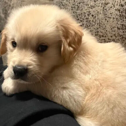 A picture of our new dog, Ozzy, born November 22nd, 2025. This is him at 7 weeks.