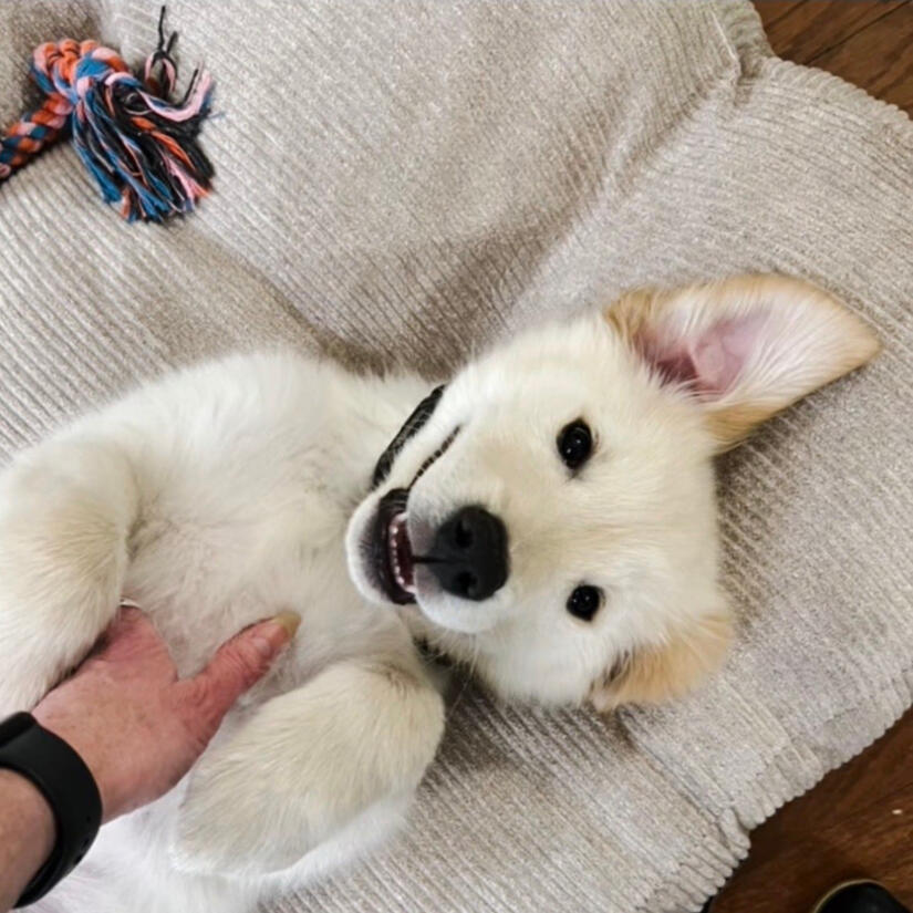 Picture of Ozzy in March 2026 (15 weeks)